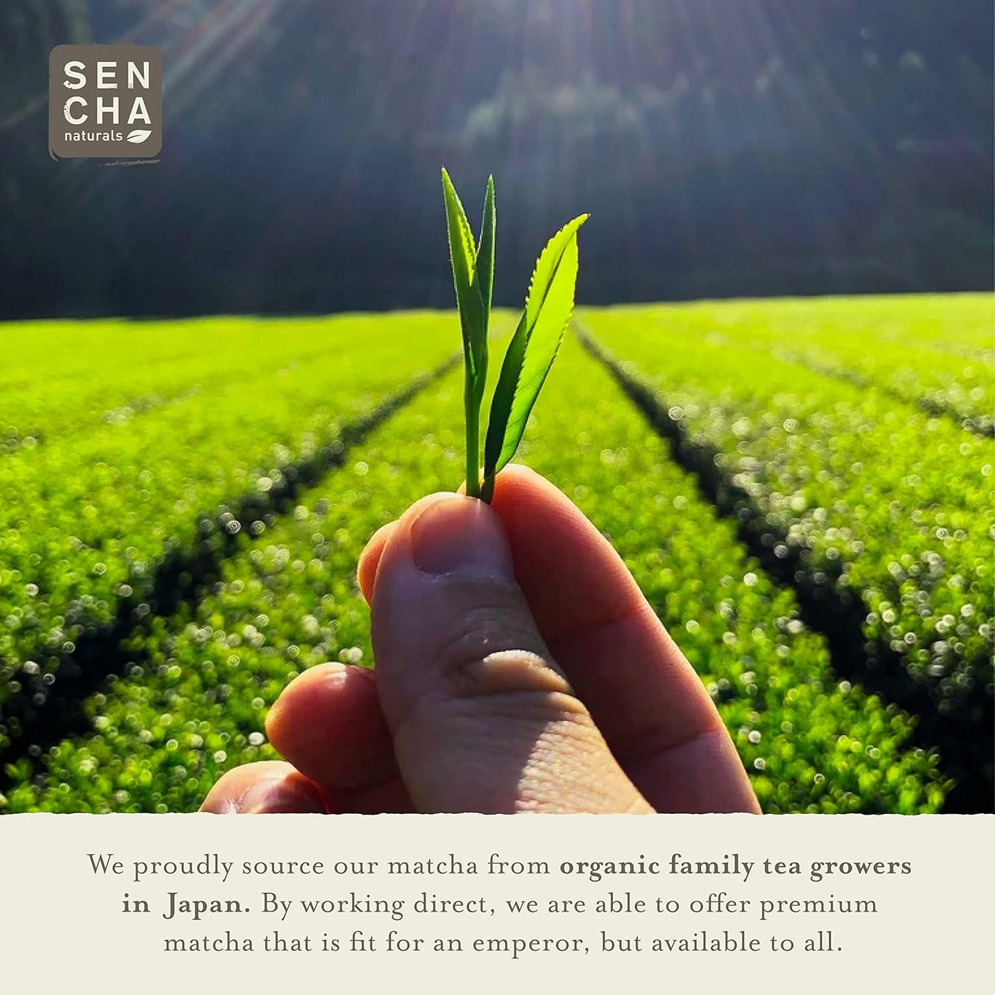 Sencha Green Tea Mints